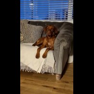 Hungarian Vizsla - Both