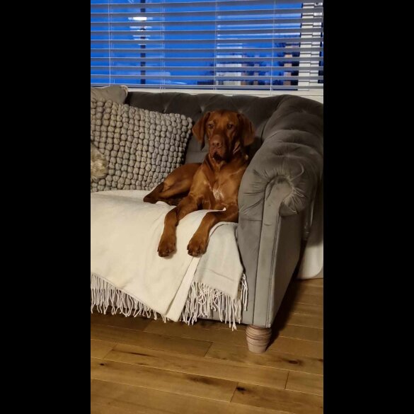 Hungarian Vizsla - Both