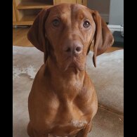 Hungarian Vizsla - Both