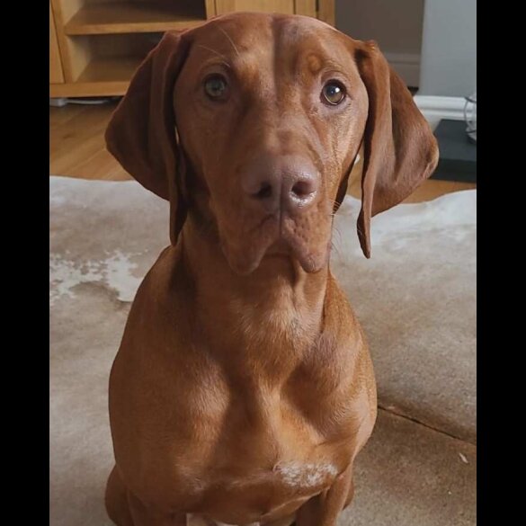Hungarian Vizsla - Both
