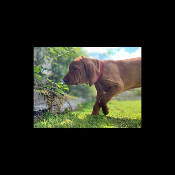 Hungarian Vizsla - Both