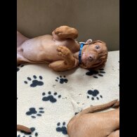Hungarian Vizsla - Both