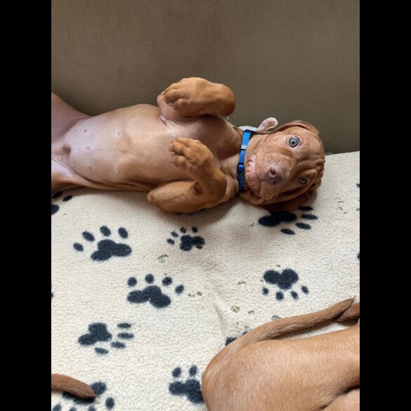 Hungarian Vizsla - Both