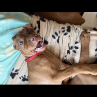 Hungarian Vizsla - Both
