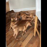 Hungarian Vizsla - Both
