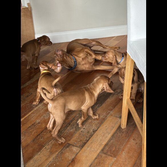 Hungarian Vizsla - Both