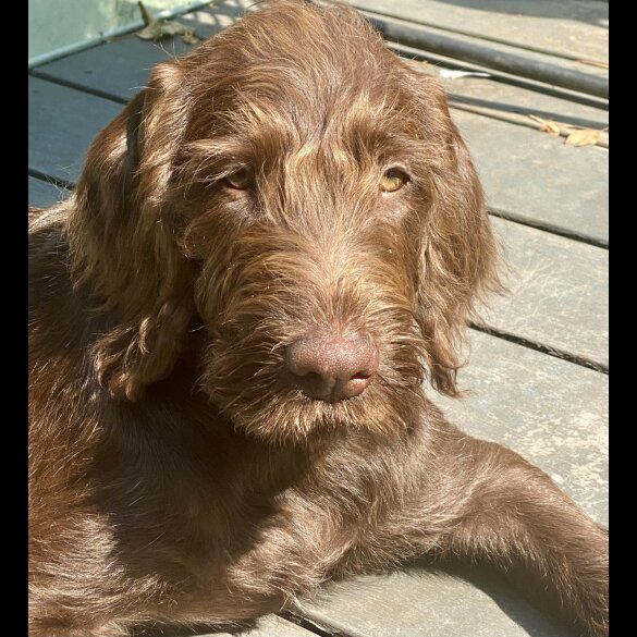 Hungarian Vizsla - Bitches