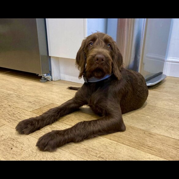 Hungarian Vizsla - Bitches