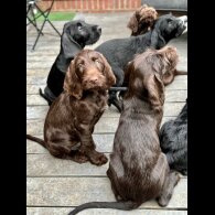 Hungarian Vizsla - Bitches