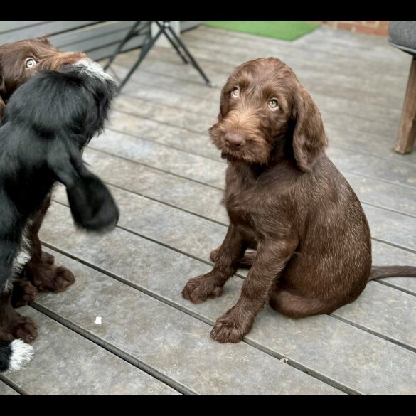 Hungarian Vizsla - Bitches
