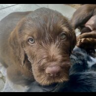 Hungarian Vizsla - Bitches
