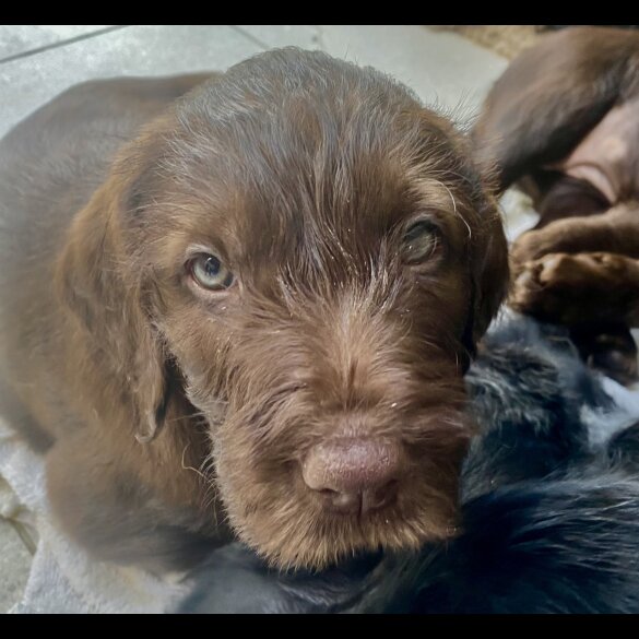 Hungarian Vizsla - Bitches