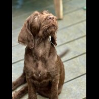 Hungarian Vizsla - Bitches
