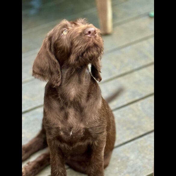 Hungarian Vizsla - Bitches