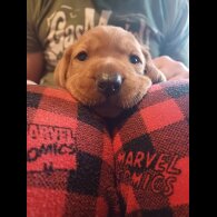 Hungarian Vizsla - Both