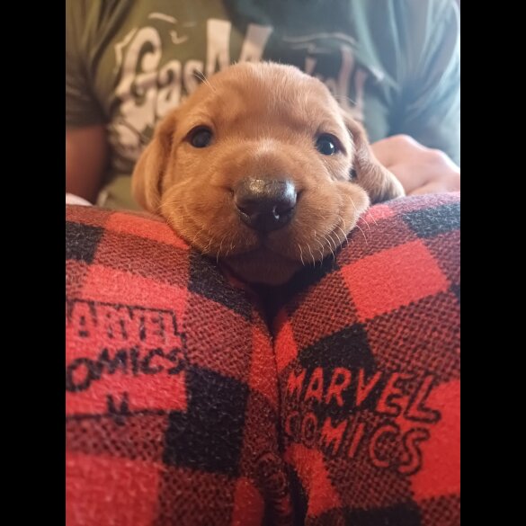 Hungarian Vizsla - Both