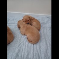 Hungarian Vizsla - Both