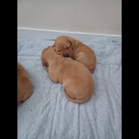 Hungarian Vizsla - Both