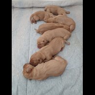 Hungarian Vizsla - Both