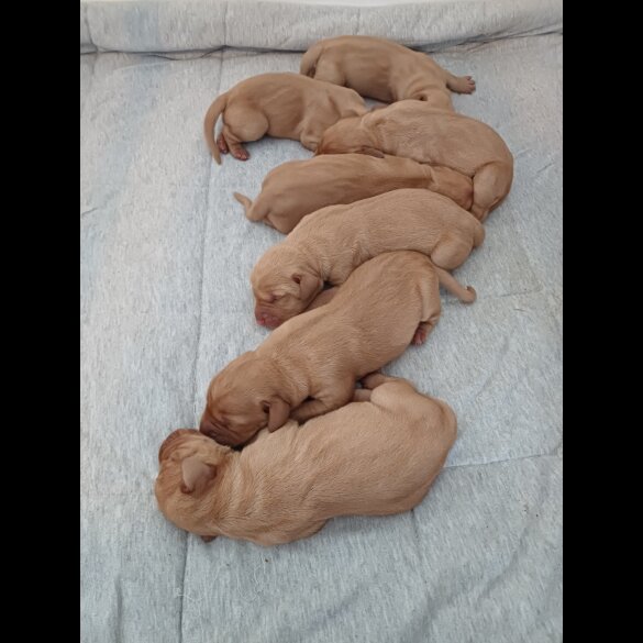 Hungarian Vizsla - Both