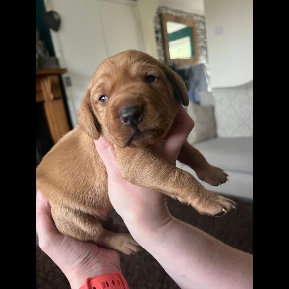 Hungarian Vizsla - Both