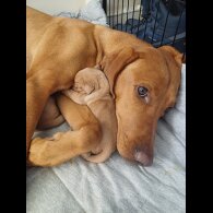 Hungarian Vizsla - Both