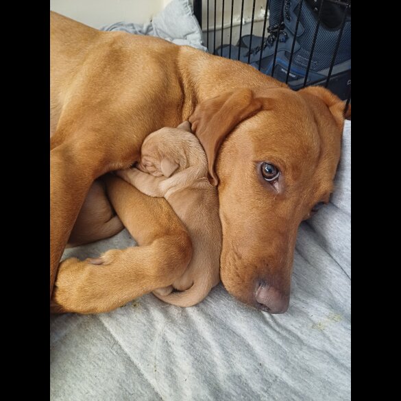 Hungarian Vizsla - Both