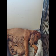 Hungarian Vizsla - Both