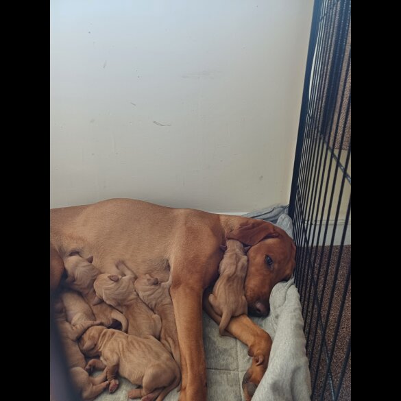 Hungarian Vizsla - Both