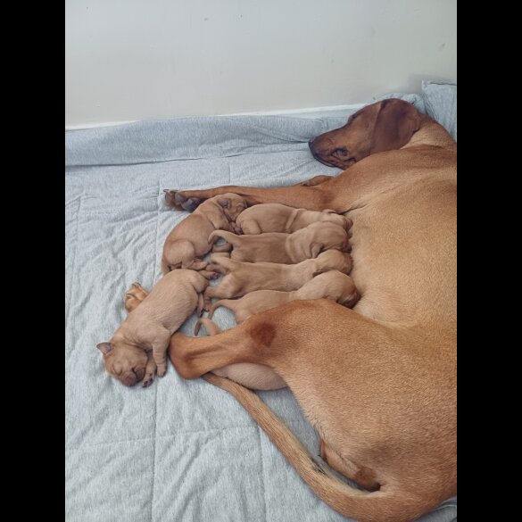 Hungarian Vizsla - Both