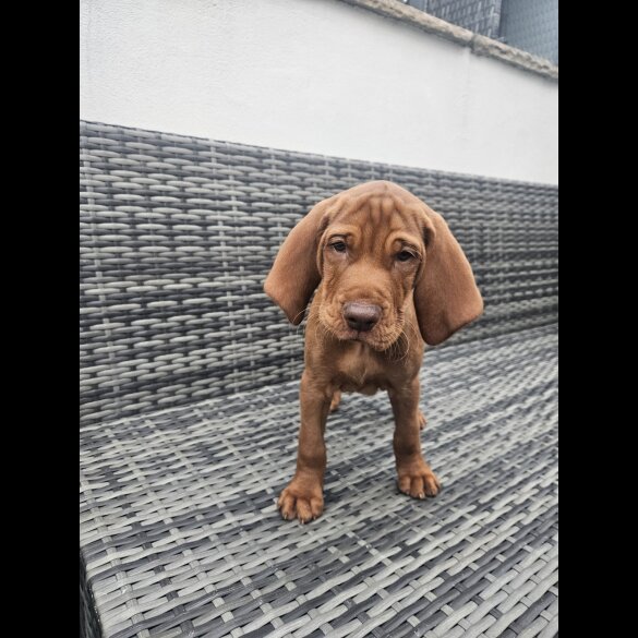 Hungarian Vizsla - Both