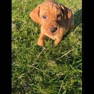 Hungarian Vizsla - Both
