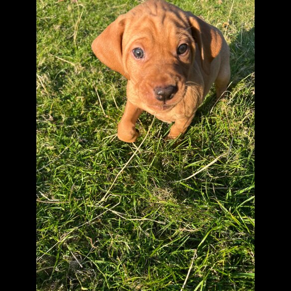 Hungarian Vizsla - Both