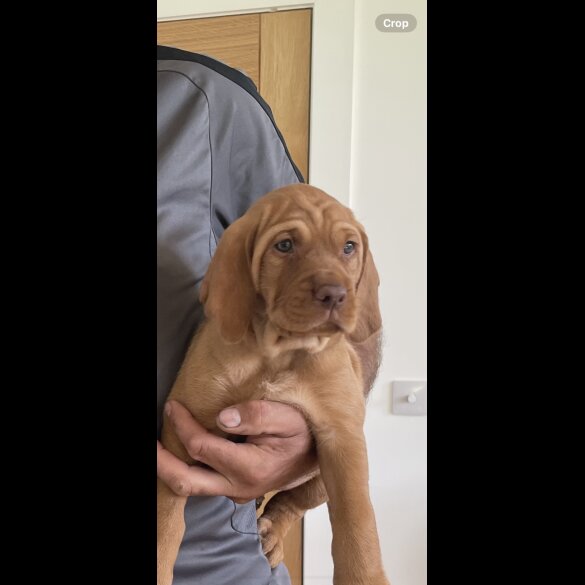 Hungarian Vizsla - Both