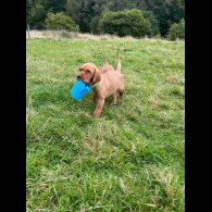 Hungarian Vizsla - Both