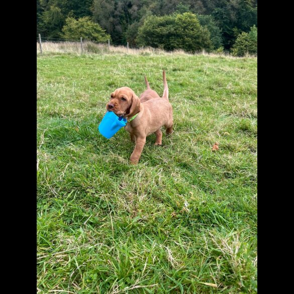 Hungarian Vizsla - Both