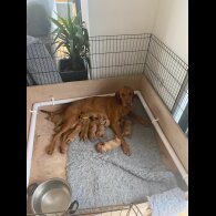 Hungarian Vizsla - Both