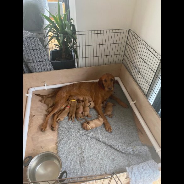 Hungarian Vizsla - Both