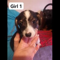 Chihuahua - Both