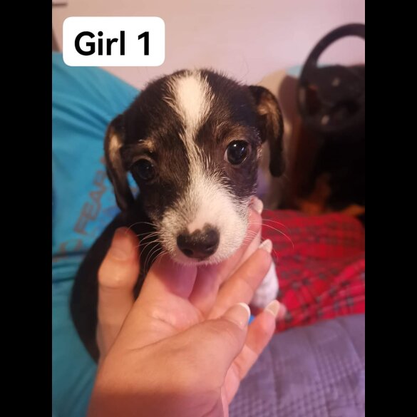 Chihuahua - Both