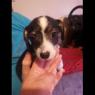 Chihuahua - Both