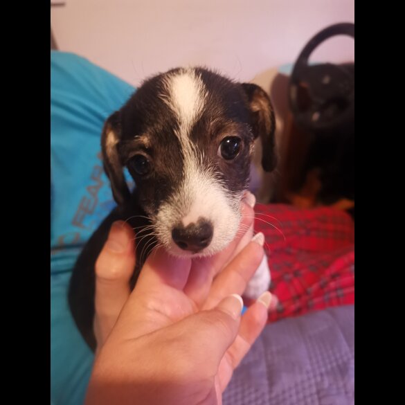 Chihuahua - Both