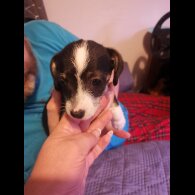 Chihuahua - Both