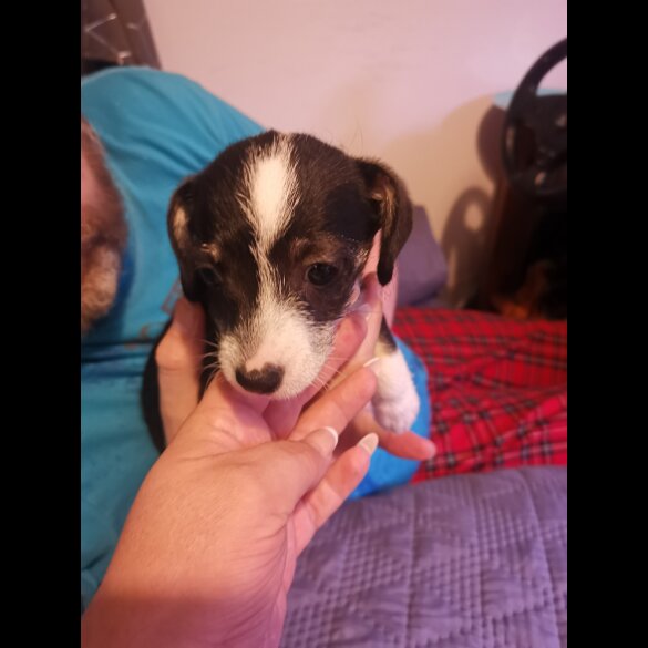 Chihuahua - Both