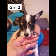 Chihuahua - Both