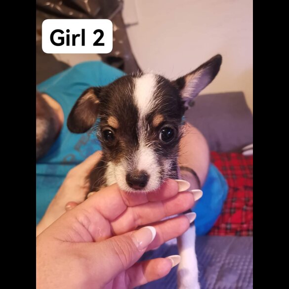 Chihuahua - Both
