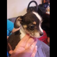Chihuahua - Both