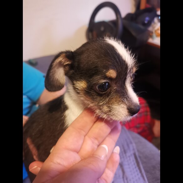 Chihuahua - Both