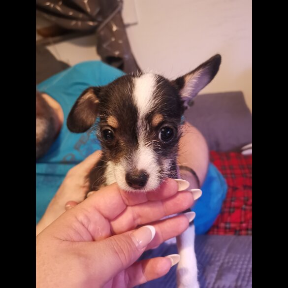 Chihuahua - Both