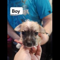 Chihuahua - Both
